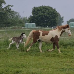 Erster Weidegang am Morgen nach der Geburt