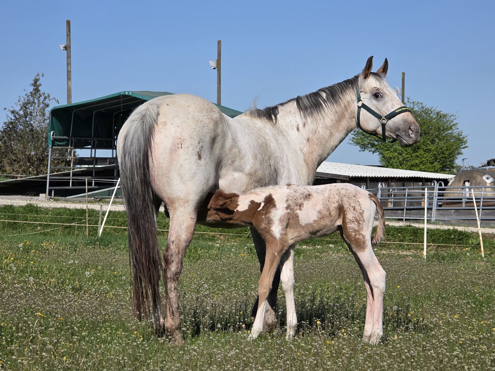 Erster Weidegang am Morgen nach der Geburt